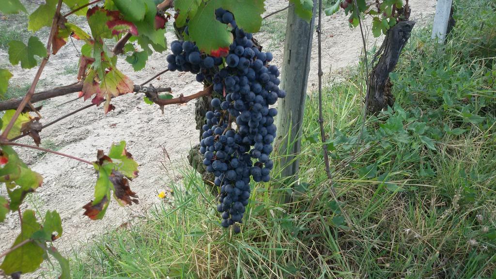 Cascina Torello Dogliani Exteriör bild