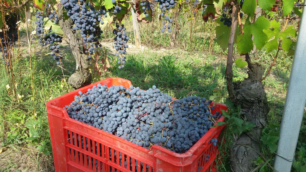 Cascina Torello Dogliani Exteriör bild